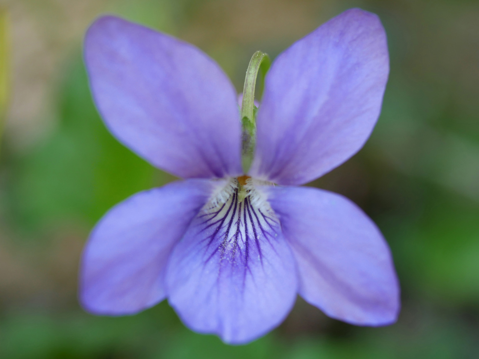 Violette de Rivinus (Viola riviniana) - Violette de Rivinus (Viola  riviniana)