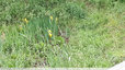 Les iris des marais repoussent