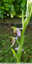 ophrys bécasse blanche et rose