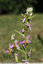 Du nouveau chez les Ophrys abeilles