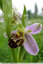 Une Ophrys abeille très précoce