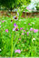 Ophrys abeille échappés des tipis