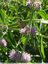 Papillon en fin de vie- 2