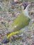 Pic vert femelle (Picus viridis)