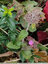 Dernières fleurs sur le talus