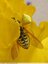 Araignée jaune sur fleur jaune