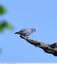 Pigeon colombin
