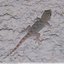 Jeune gecko