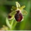 Derniers jours pour les premiers ophrys