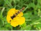 Syrphe longiligne