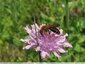Abeille longiligne sur les knauties