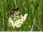 Hyménoptères tranquilles sur les œnanthes