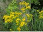 Fleurs jaunes haut perchées