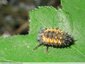 Coccinelles prêtes pour la métamorphose