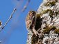 Grimpereau des jardins (Certhia brachydactyla)