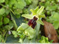 Premier mars = Ophrys de Mars