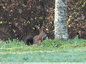 Ecureuil roux avec une queue noire