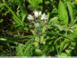 Fin de floraison de la jacinthe de Rome