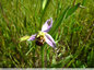 Les ophrys abeille se font rares