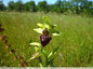 Un seul individu d'Ophrys araignée