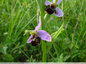 Ophrys abeille au labyrinthe