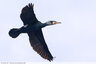 Toujours plus de Cormorans ...