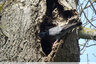 Au creux de mon arbre...