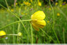 Marée jaune