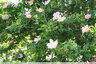 Eglantiers en fleurs