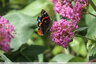 Papillons sur fleurs jaunes et mauves