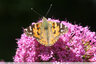 Papillons sur fleurs jaunes et mauves