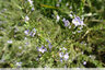Ruisseau fleuri
