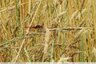 Une libellule toute rouge dans la prairie