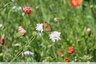 Les myrtils partout