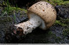 Un gros champignon dans le bois