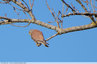 Faucon mâle dasn les hautes branches