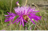 Fleurs et bractées découpées