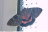 Beau papillon nocturne