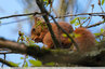 Les feuilles sortent... un régal pour les écureuils