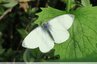 Papillon blanc sur les alliaires