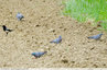 Pigeons colombins en dehors de la forêt