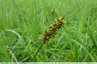 Carex ailé