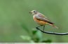 Le rougequeue se repose au jardin