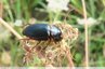 Des carabes sur les carottes