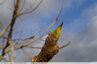 Des bourgeons bien pressés