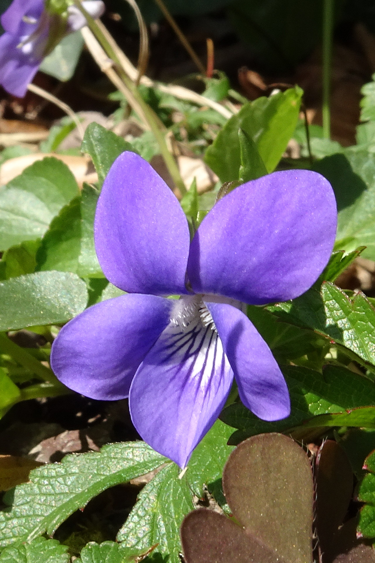 Biodiv.SONE - Violettes de Saint-Orens ou Violettes de Toulouse ?