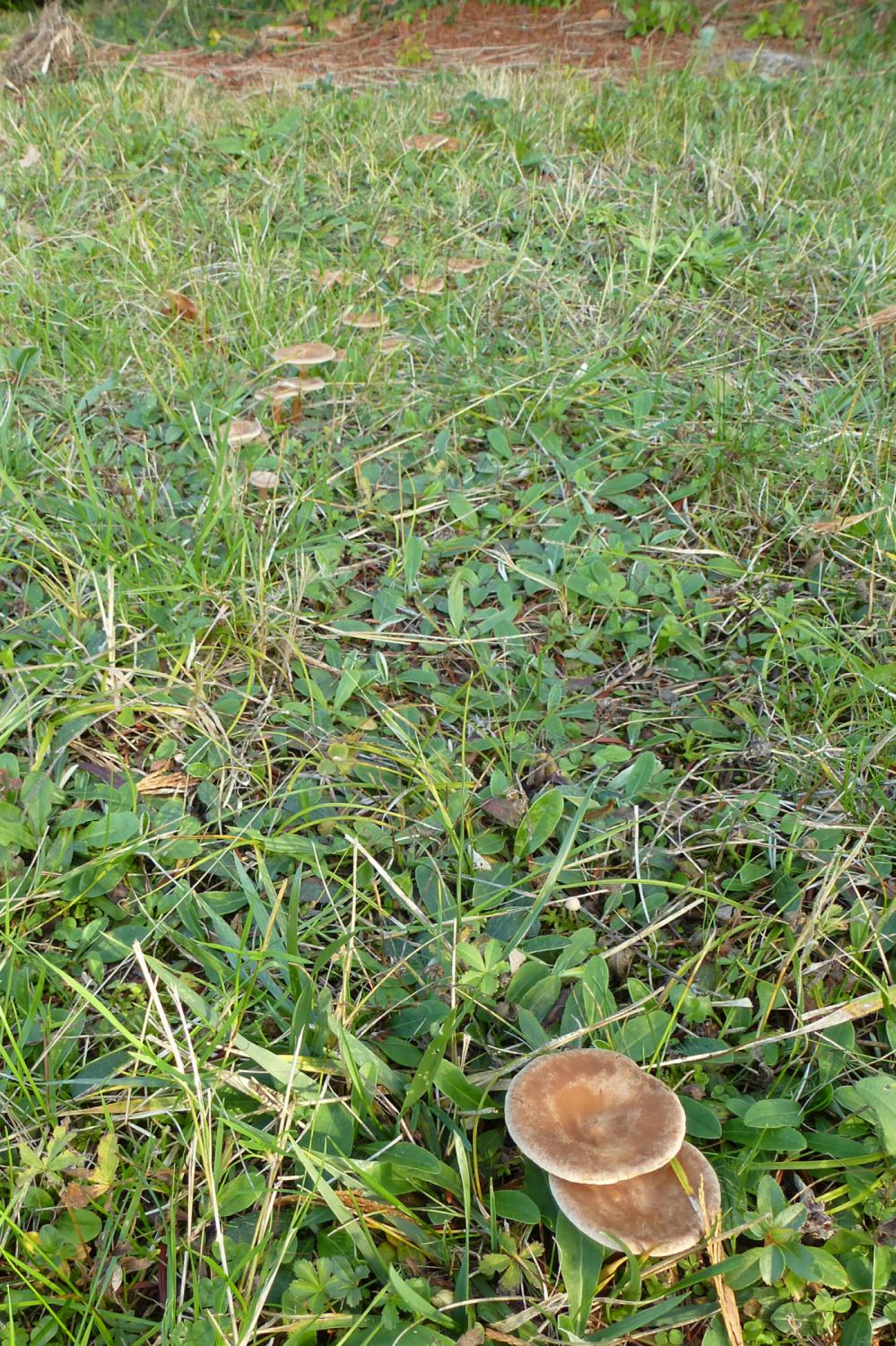 Ribambelle de champignons pelucheux - Clitocybe gibba