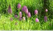 Des orchis dans le jardin