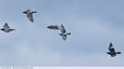 Les Pigeons n'ont pas peur du vent : Pigeons bisets