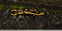 3 nouvelles salamandres au Bousquet